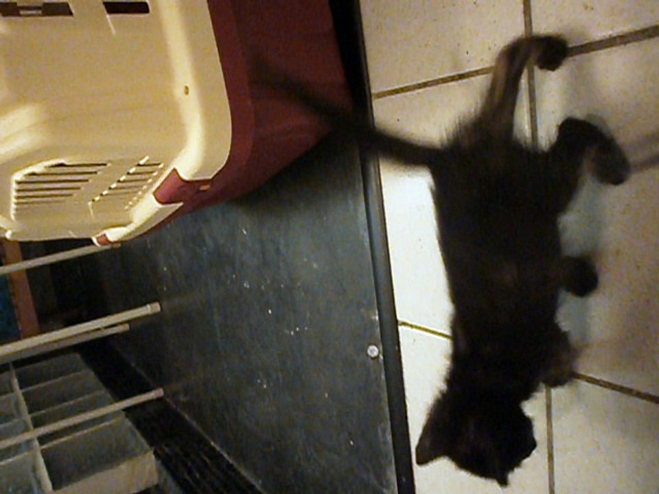 Chatons de S.C. mi-août 2016 vidéo n° 2