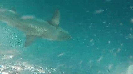 Divers Moments Away From Swimming With Great White Shark