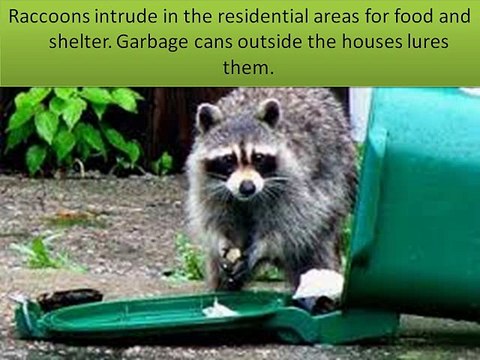 How To Remove Raccoons