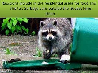 How To Remove Raccoons