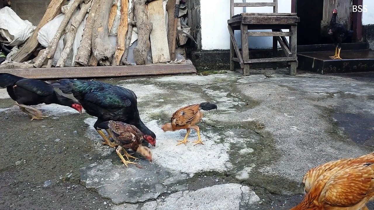 Ayam Kampung Ku #2