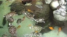 Turtles