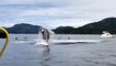 Les sauts d'une baleine au milieu des kayaks