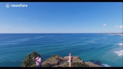 Скачать видео: Awesome drone footage of whales and dolphins swimming together