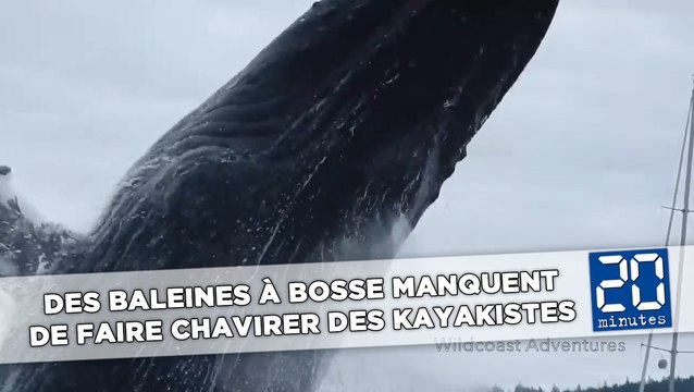 Des baleines à bosse manquent de faire chavirer des kayakistes