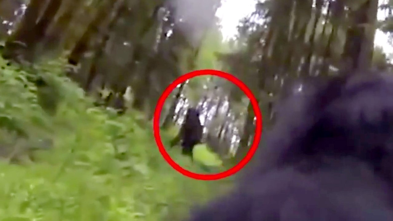 Une GoPro sur le dos d'un chien filme un Bigfoot
