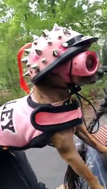 Le chien le plus swag ou le plus ridicule du monde