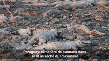 Paraguay: cimetière de caïmans dans le lit asséché du Pilcomayo