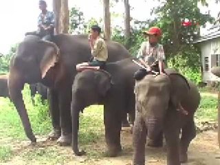 Download Video: DVBYV - Asain elephants situation in Burma