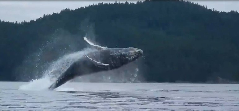 Adrénaline - Kayak : Une baleine s'amuse au milieu de kayaks en réalisant plusieurs sauts impressionnants