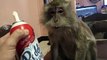 Un singe trop gourmand mange de la chantilly directement à la bombe