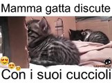 Mamma gatta discute con i suoi cuccioli