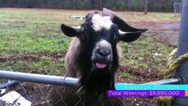America's Funniest Home Videos WINNING VIDEOS