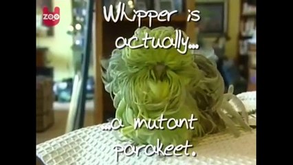 His family has abandoned this parrot because different. Impossible not to adore him