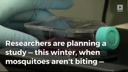 Zika researchers seeking volunteers willing to be infected