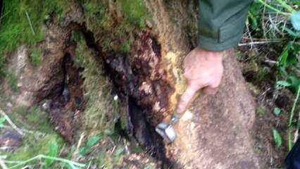 Un champignon venu d'Asie tue les frênes en les asséchant.