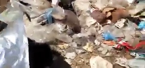 بقايا كلاب و حمير في مزبلة قرب الجديدة استعملت في شواء الكفتة و الصوصيص في موسم مولاي عبد الله.