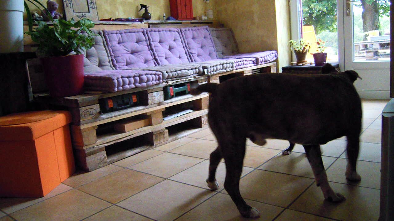 Mike: 2 mois et 9 jours et Tyson 104 mois 34kg