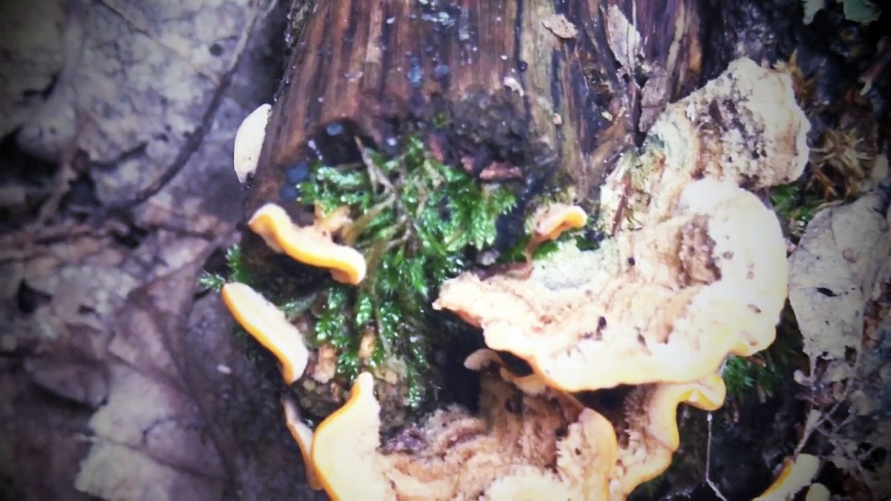 DES CHAMPIGNONS EST DES BOUSIER ! ! ! !