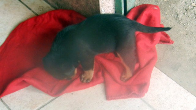 LES CHIOTS GENA BLUE X HAYATO A 26 JOURS 001