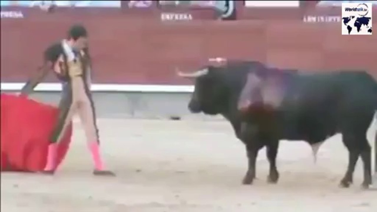 OMG!!! Bull VS Man
