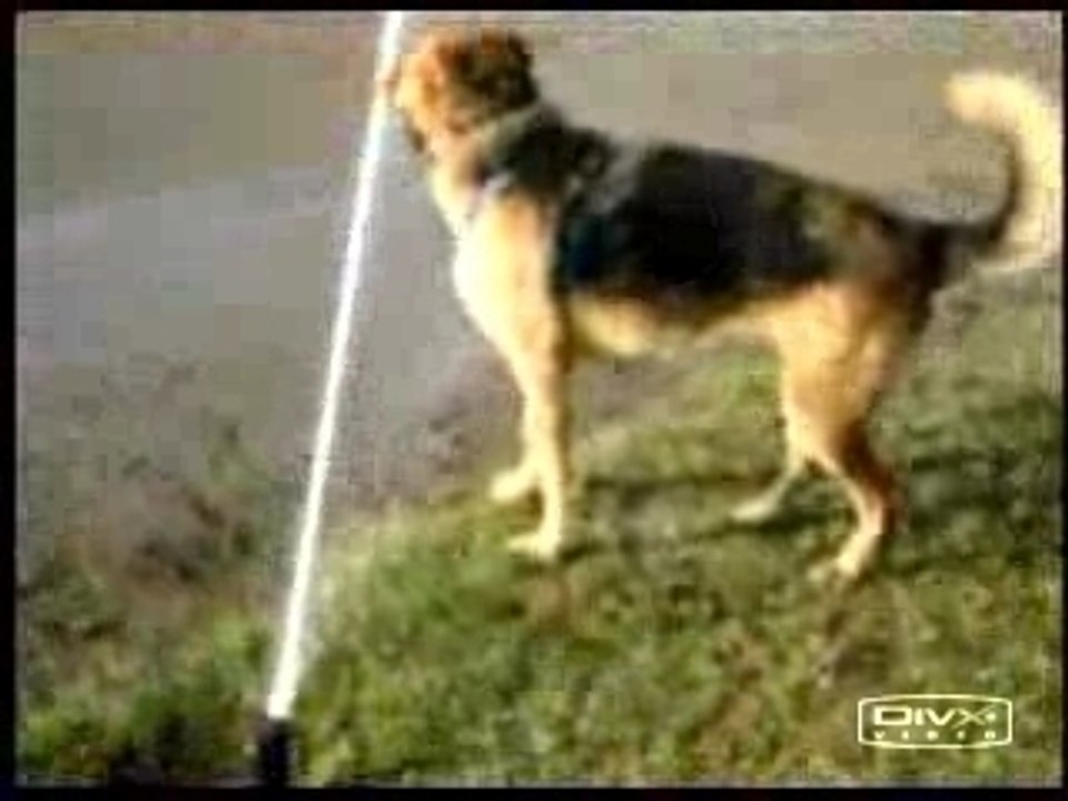 Funny video of a Silly Dog and a Fire Hydrant