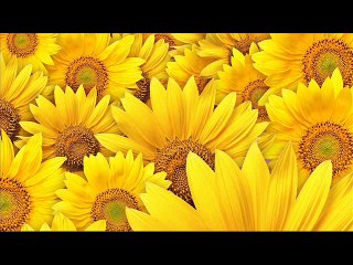Sunflower - Jeon Soo Yeon
