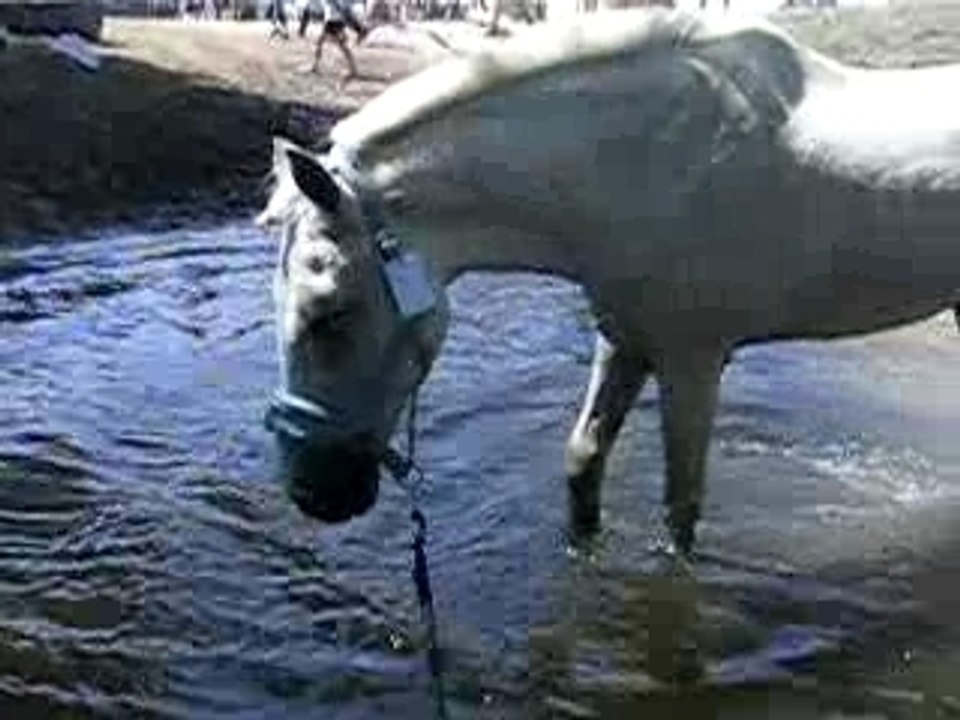 Photo lamotte beuvron 2007 078