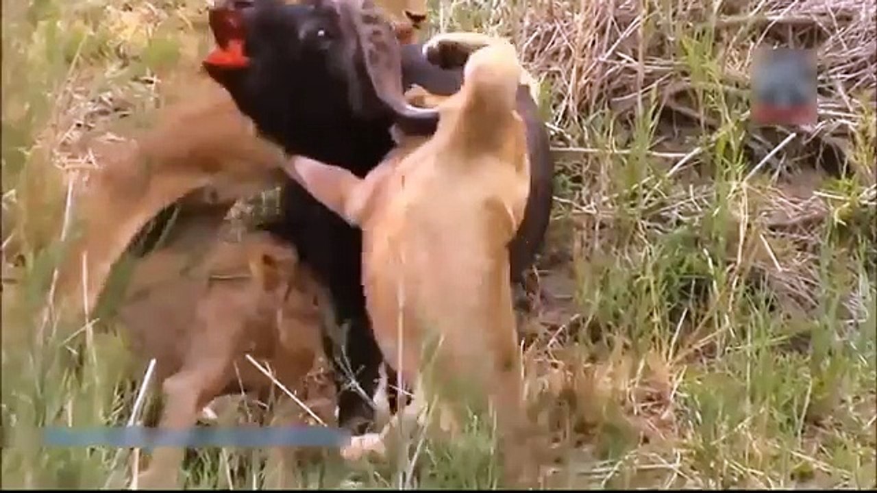 Most Amazing Wild Animal Attacks - Prey Animals vs Predator Fight Back HD