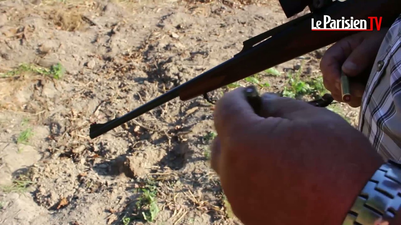 Battue de sangliers : les chasseurs à la rescousse des agriculteurs