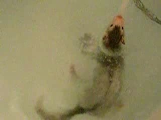 avalon dans le bain 1