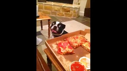 Funny & Hot Video Clips 2015  1 TRY NOT TO LAUGH !!! Best Jokes !!!)