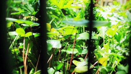 Present Greenery Resort_C_OK