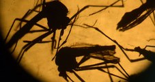 Genetiği Değiştirilmiş Sivrisinekler Zika'yla Mücadele Edecek