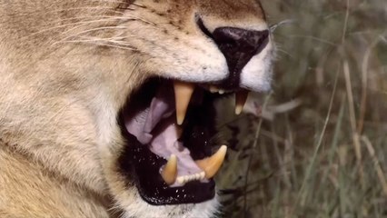 Созданные Убивать. Лев / Built for the kill - Lion (2015) HD