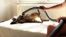 Elektrik Süpürgesiyle Keyif Yapan Kedi