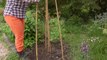 DIY : comment fabriquer un tipi pour plantes grimpantes ?