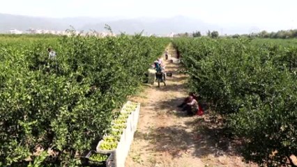 Erkenci Mandalina" Rusya Pazarında