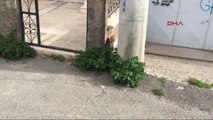 Sivas Sokakta Kedi-fare Oyunu Kameralara Yansıdı