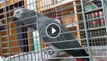 Parrot recite Kalma