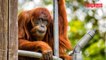 Australie: à 60 ans, cet orang-outan bat un record de vieillesse