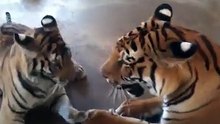 Retrouvé dans un état piteux, la transformation de ce tigre 8 mois après est exceptionnelle