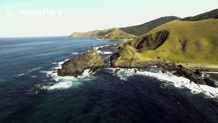 Marine life gather for 'Sardine run' in South Africa