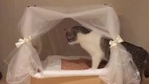 Spoiled cat examines her princess bed