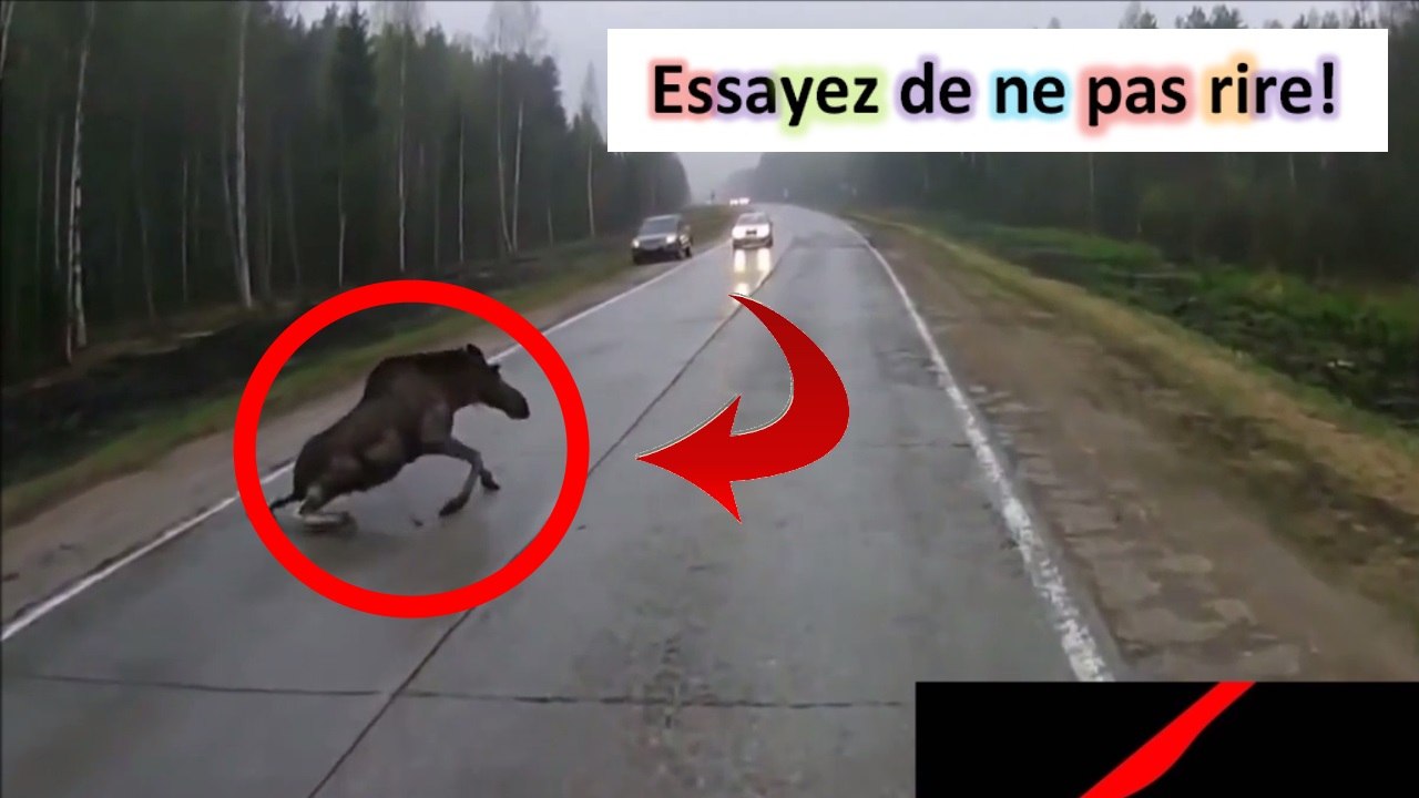 LES VIDEOS LES PLUS DRÔLES - ESSAYEZ DE NE PAS...