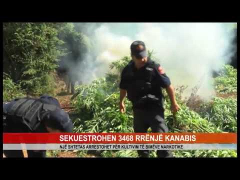 SEKUESTROHEN 3468 RRËNJË KANABIS