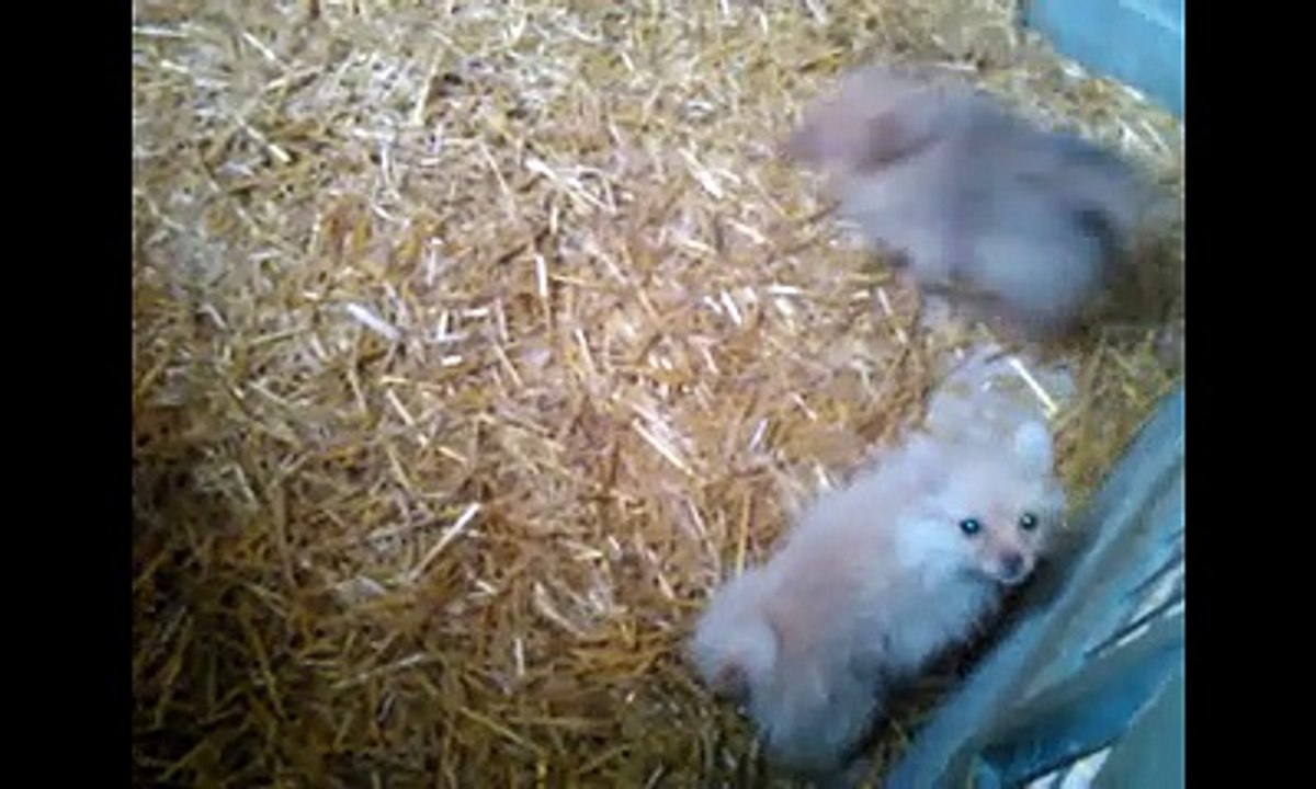 Chiots spitz nés le 9 Aout