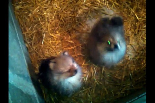 Chiots spitz nés le 17 Aout