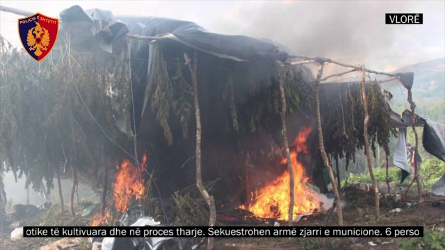 ASGJESOHEN PARCELAT ME HASHASH NE FSHATRAT E VLORES, ZBULOHEN 7250 RRENJE, GJASHTE TE ARRESTUAR LAJM