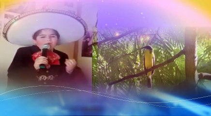 JAVIER PINEDA - GORRIONCILLO PECHO AMARILLO